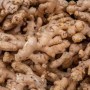 Ada_ginger